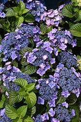 Pop Star Hydrangea (Hydrangea macrophylla 'BAILMACSIX') at Mainescape Nursery