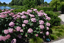 Invincibelle Spirit II Hydrangea (Hydrangea arborescens 'NCHA2') at Mainescape Nursery