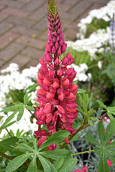 Westcountry Red Rum Lupine (Lupinus 'Red Rum') at Mainescape Nursery